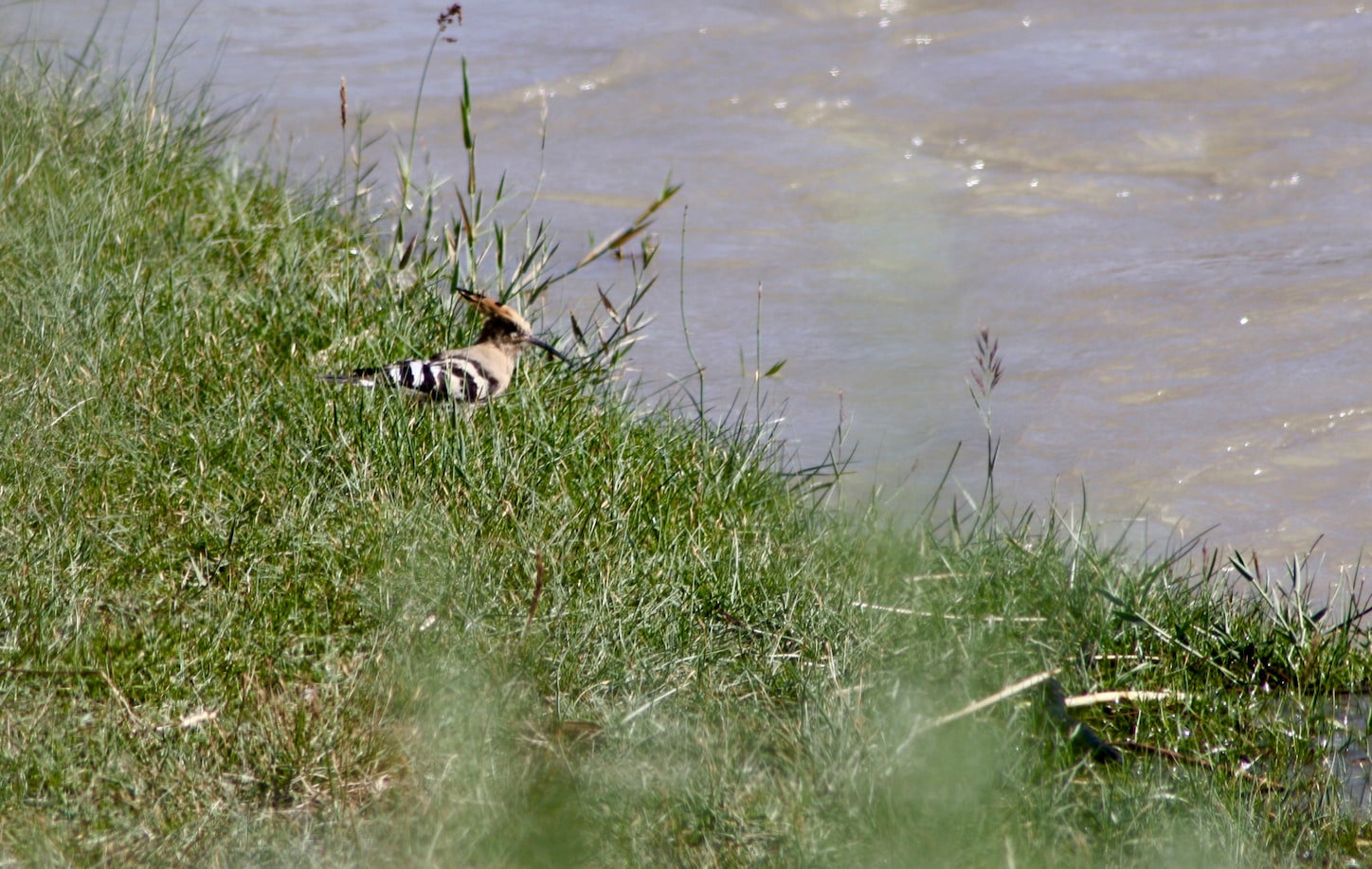 Eurasian Hoopoe